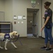 Pups for warriors: Marines with Wounded Warrior Battalion help train service dogs