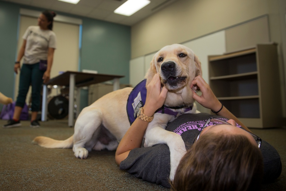 Pups for warriors: Marines with Wounded Warrior Battalion help train service dogs