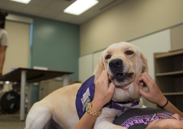 Pups for warriors: Marines with Wounded Warrior Battalion help train service dogs