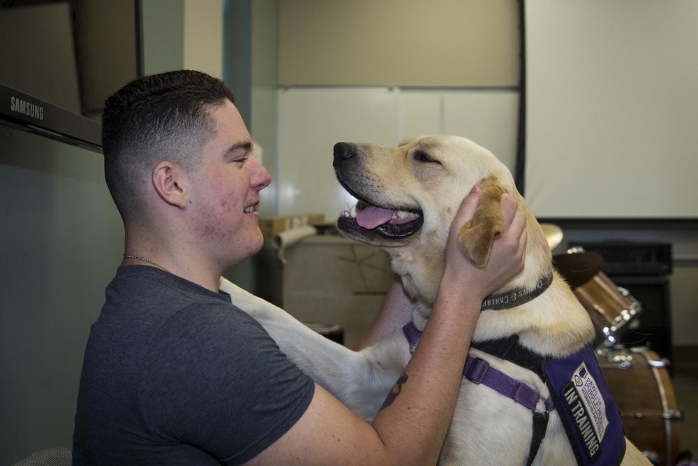 Pups for warriors: Marines with Wounded Warrior Battalion help train service dogs