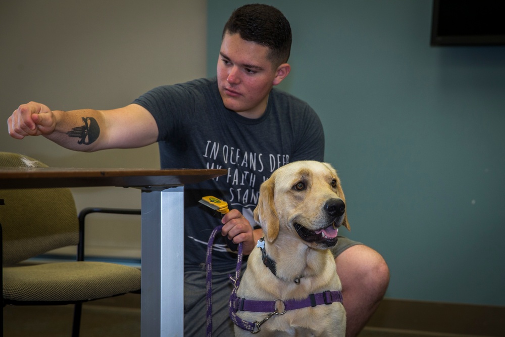 Pups for warriors: Marines with Wounded Warrior Battalion help train service dogs