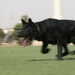 Area Support Group - Kuwait Military Working Dog Demonstration