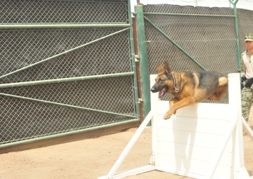 Rex's new assignment