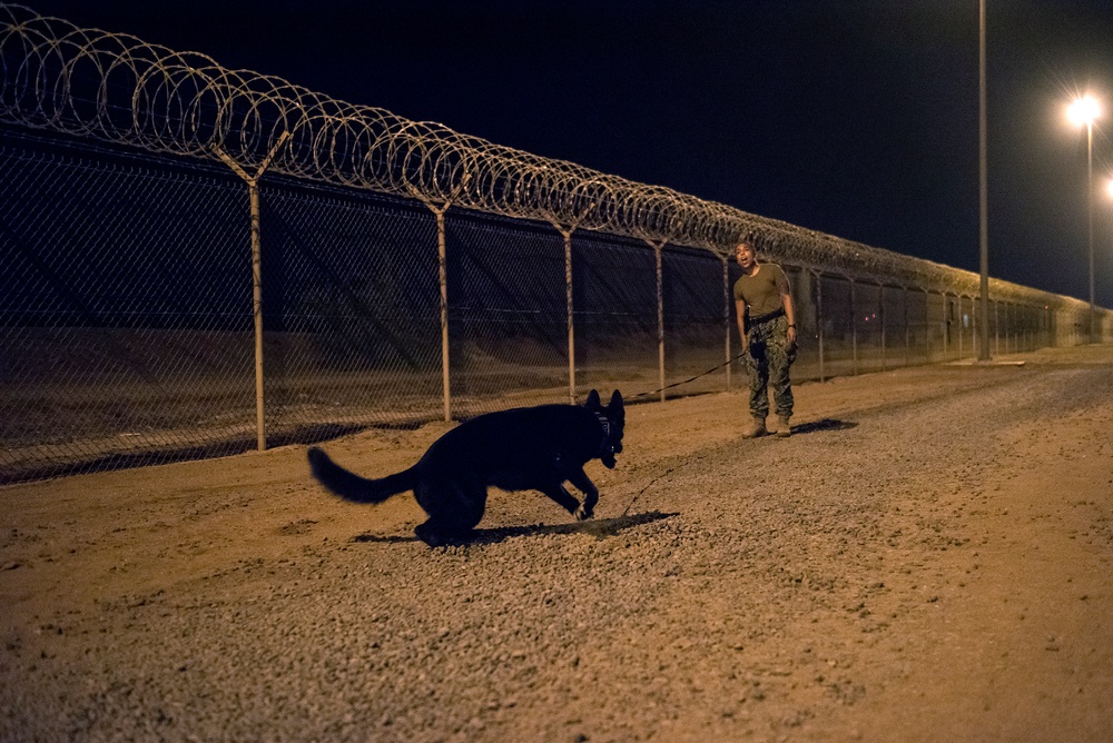 Military Working Dogs and their Handlers Train Together