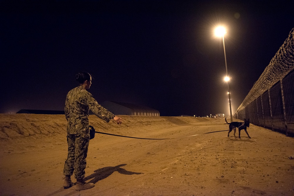 Military Working Dogs and their Handlers Train Together