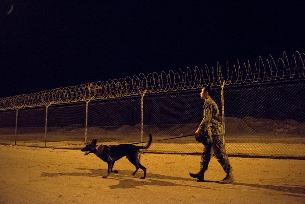 Military Working Dogs and their Handlers Train Together
