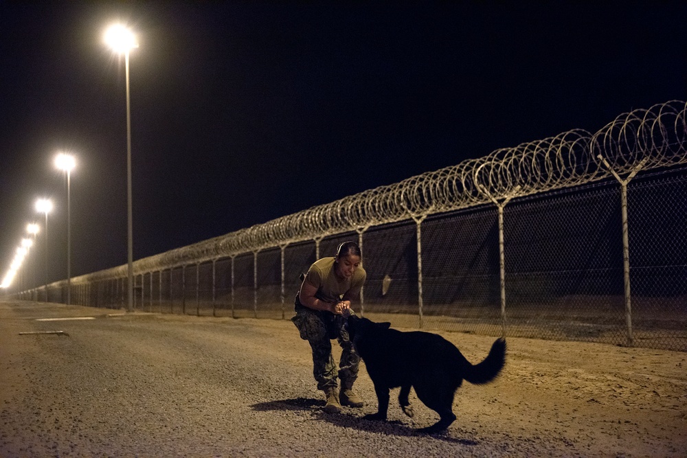 Military Working Dogs and their Handlers Train Together