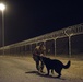 Military Working Dogs and their Handlers Train Together