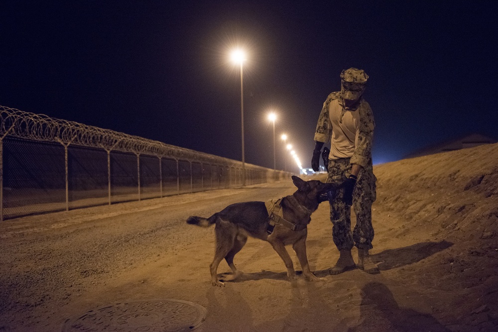 Military Working Dogs and their Handlers Train Together