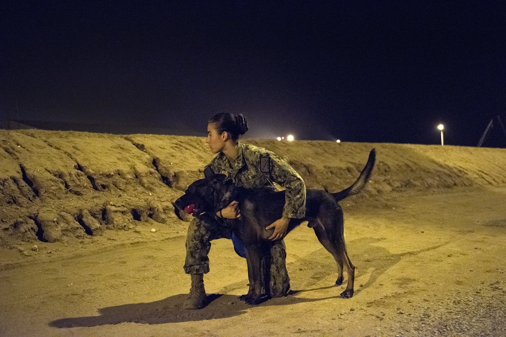Military Working Dogs and their Handlers Train Together