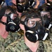 A group of U.S. Navy personnel wearing digital camouflage uniforms (NWU Type I) are fitted with black gas masks, likely during a CBRN (Chemical, Biological, Radiological, Nuclear) training exercise. Multiple sailors are seated in rows, all wearing identical protective respiratory equipment. A name tape reading 'MINETTI' and a partial 'U.S. NA[VY]' tape are visible on uniforms.