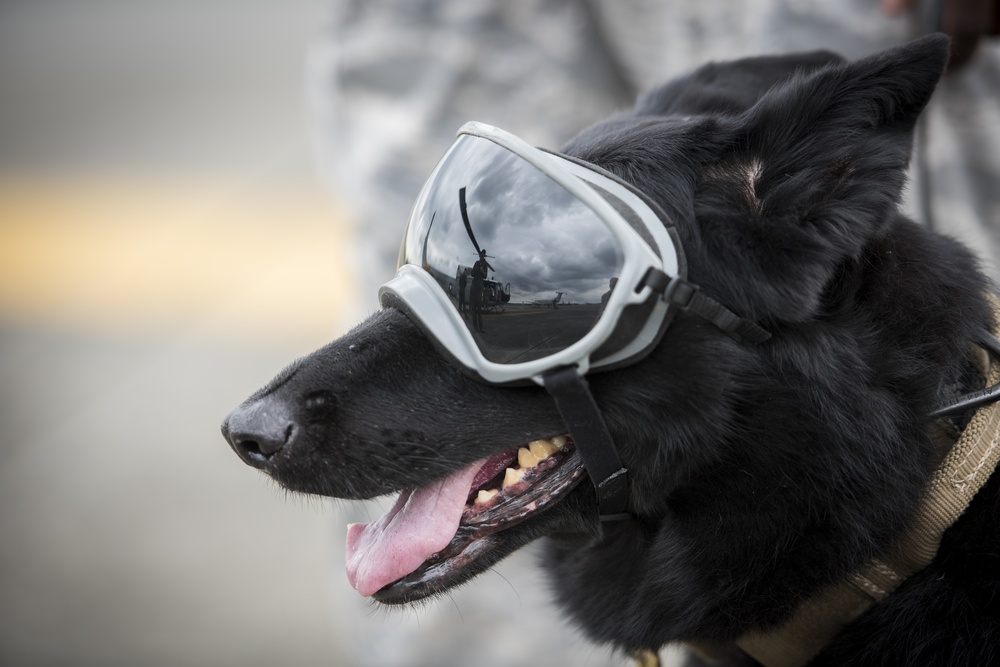 374th MWD's Fly With the 459th Airlift Squadron