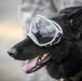 374th MWD's Fly With the 459th Airlift Squadron