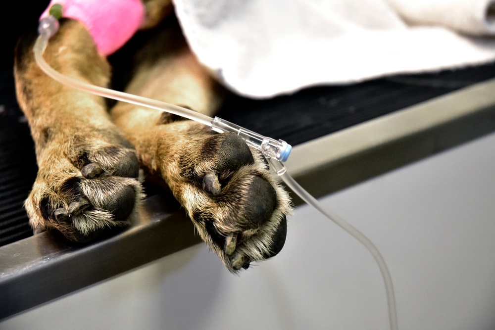 MWD Dental Cleaning at NSA Naples