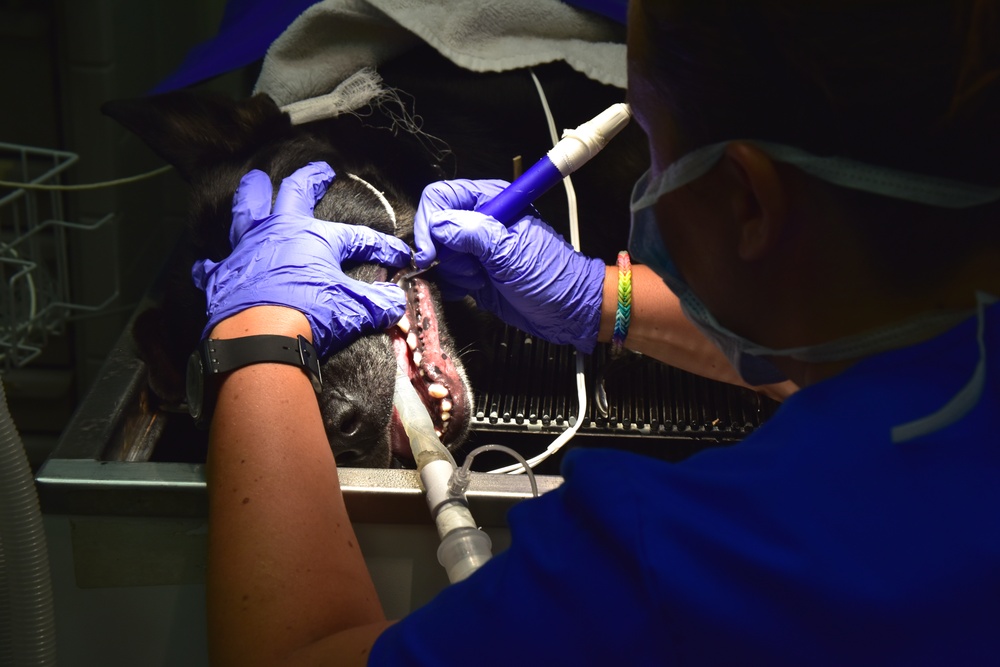 MWD Dental Cleaning at NSA Naples