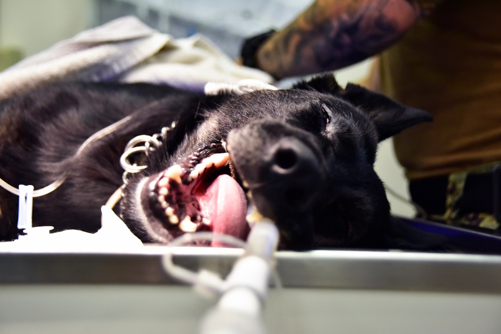 MWD Dental Cleaning at NSA Naples