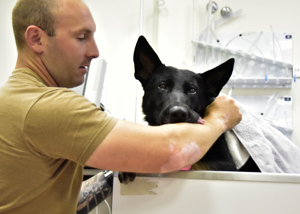 MWD Dental Cleaning at NSA Naples