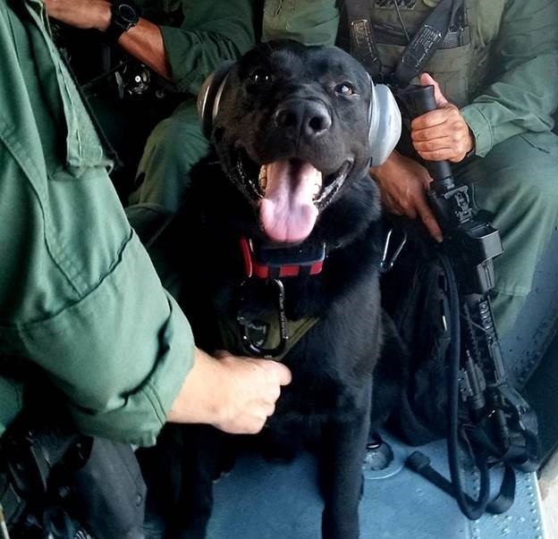 National Guard UH-60 Blackhawk and Border Patrol K9 Team arrest 4 illegal aliens