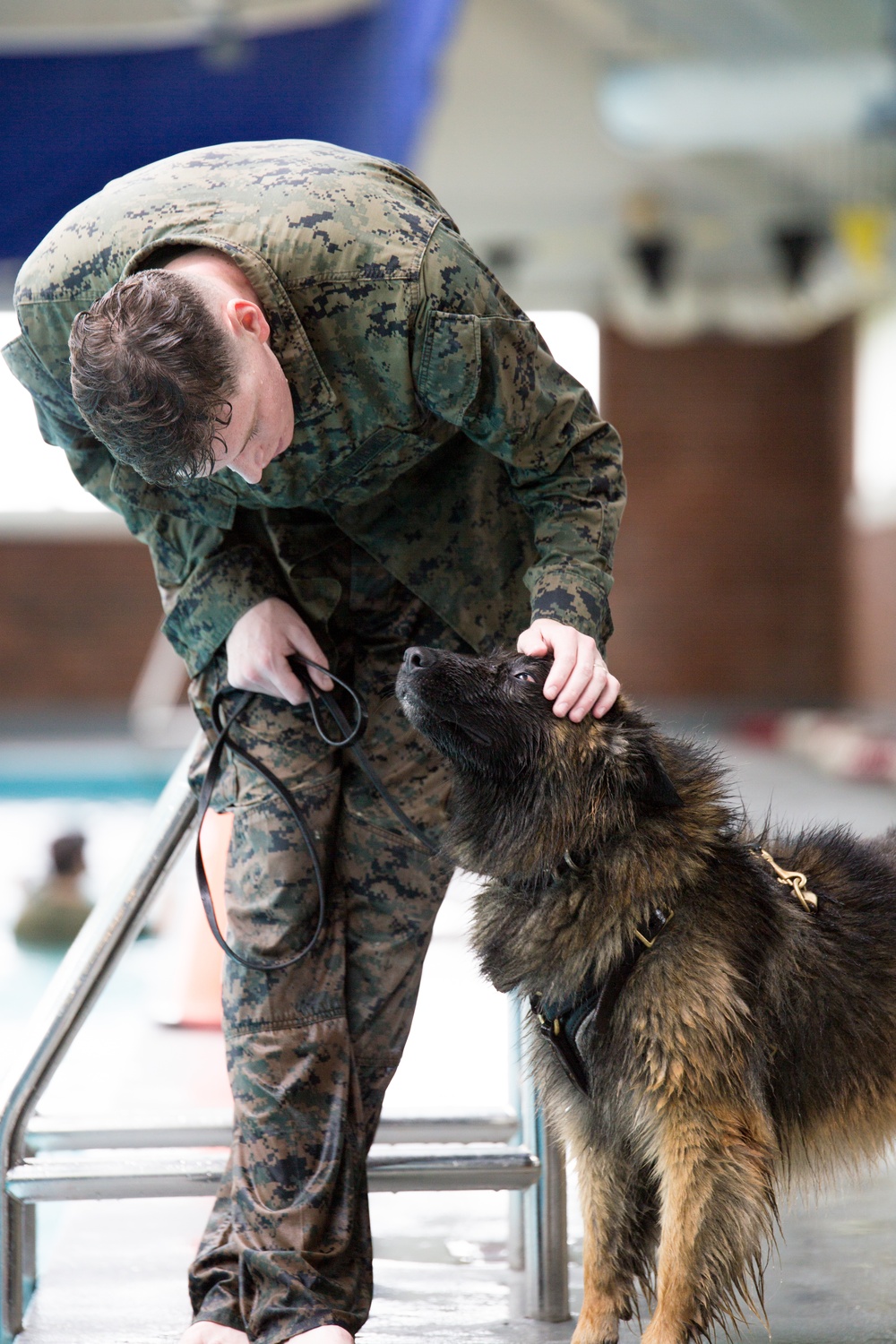 Military Working Dogs Get Their Paws Wet