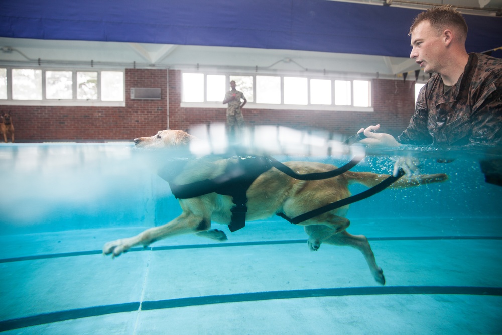 Military Working Dogs Get Their Paws Wet