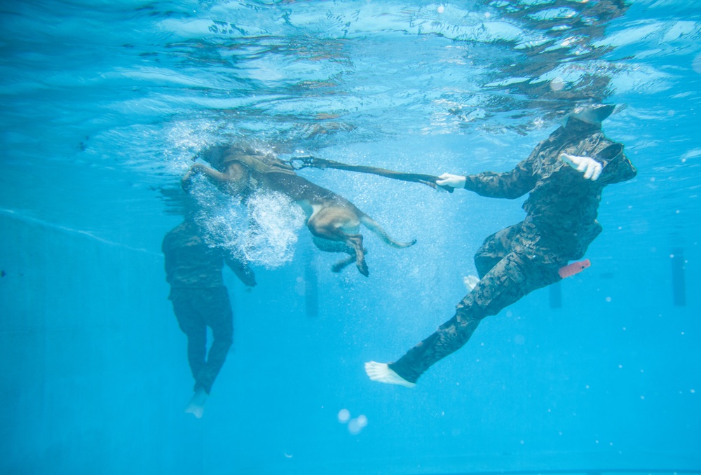 Military Working Dogs Get Their Paws Wet