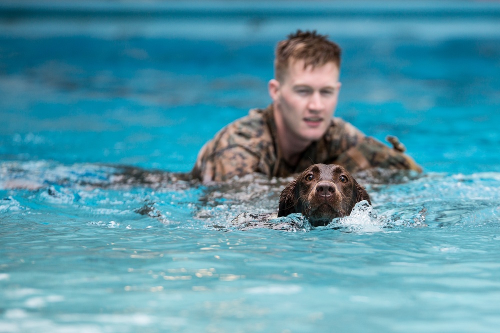 Military Working Dogs Get Their Paws Wet