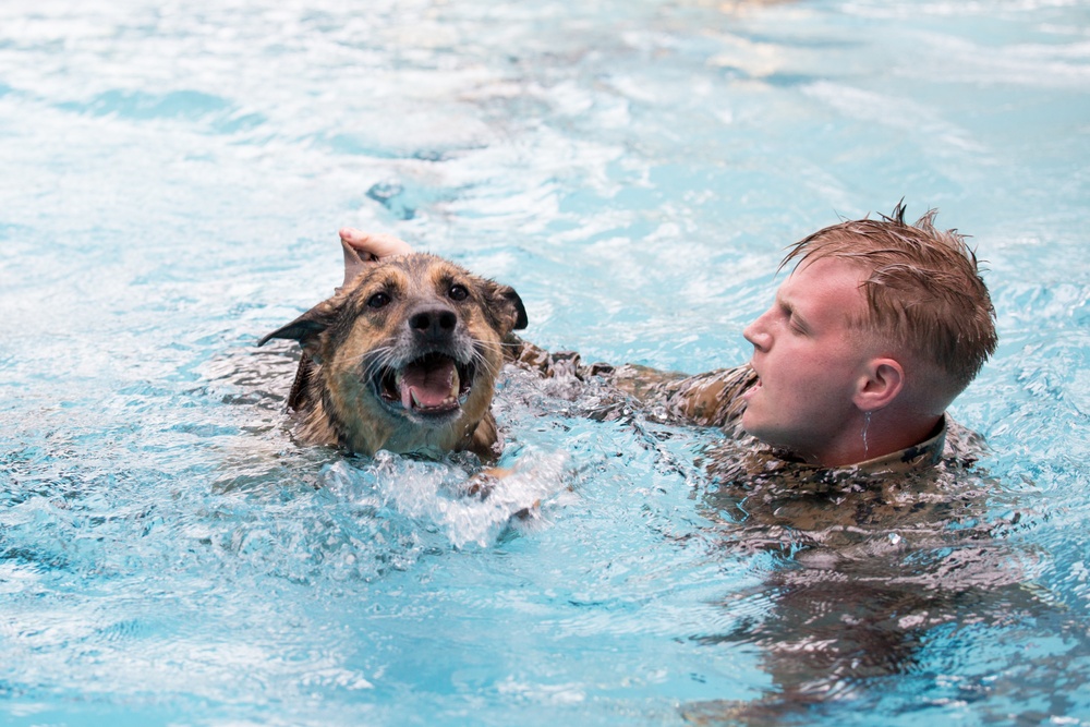 Military Working Dogs Get Their Paws Wet