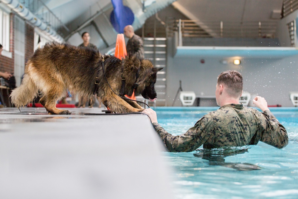 Military Working Dogs Get Their Paws Wet