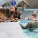 Military Working Dogs Get Their Paws Wet