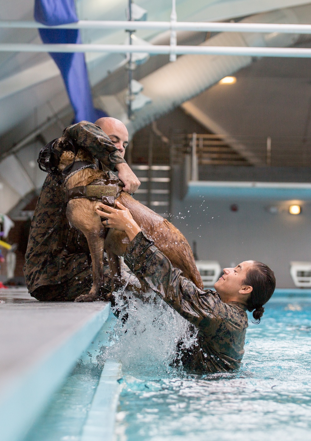 Military Working Dogs Get Their Paws Wet