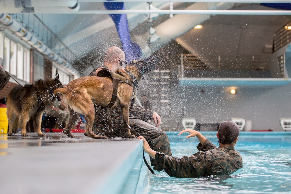 Military Working Dogs Get Their Paws Wet