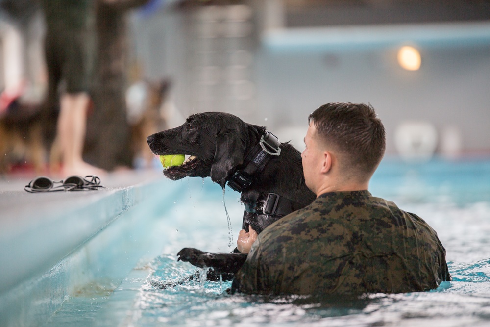 Military Working Dogs Get Their Paws Wet