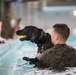 Military Working Dogs Get Their Paws Wet