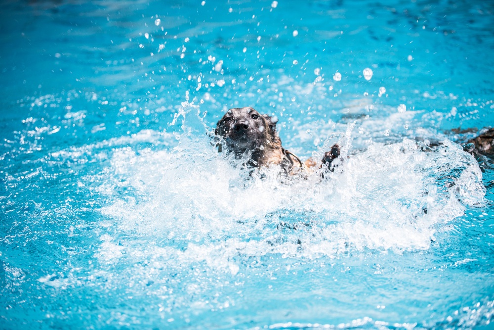 Military Working Dogs Get Their Paws Wet