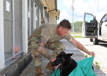 PET WELLNESS: Heat injury prevention guidelines for working dogs, pets