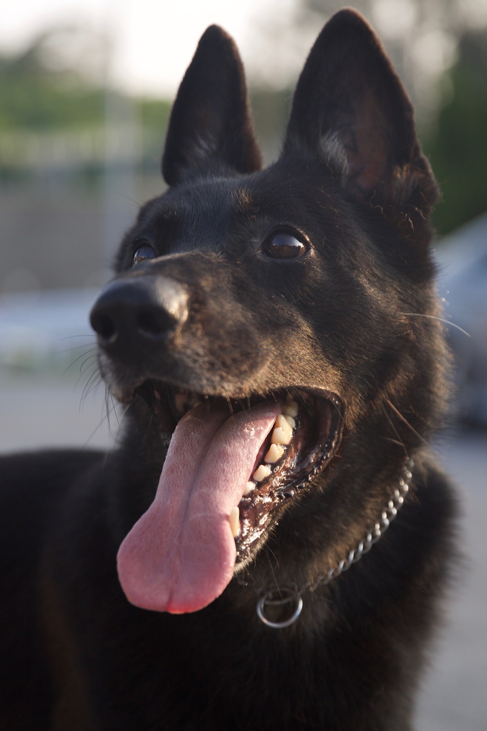 Man’s Best Friend and Fiercest Foe