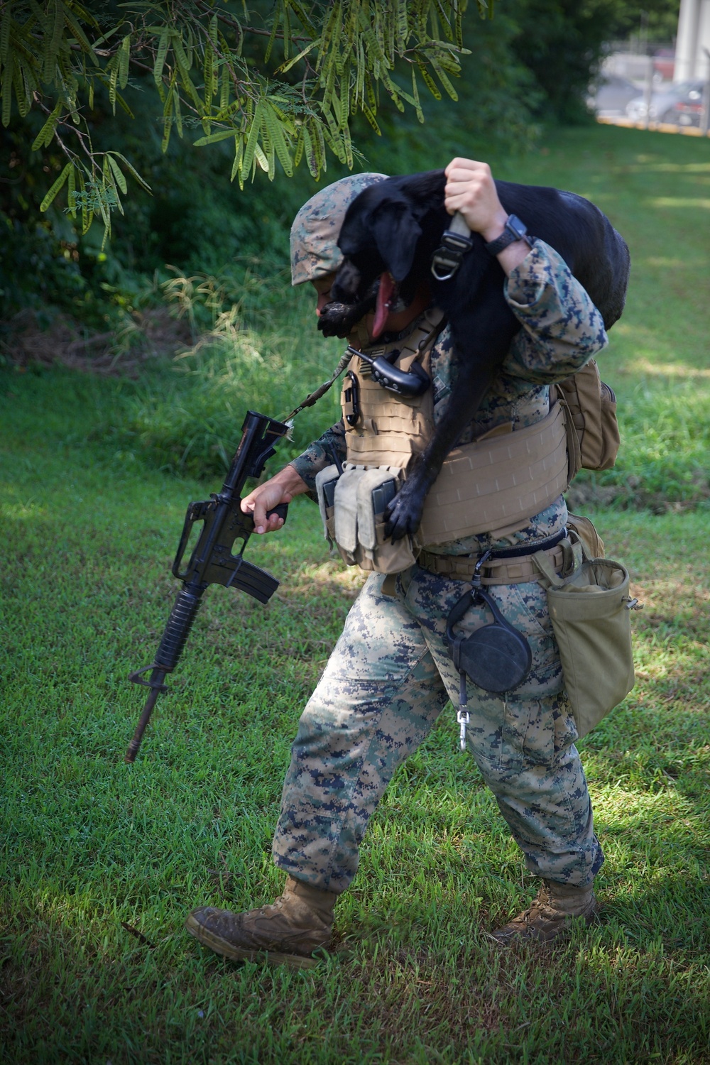 Man’s Best Friend and Fiercest Foe