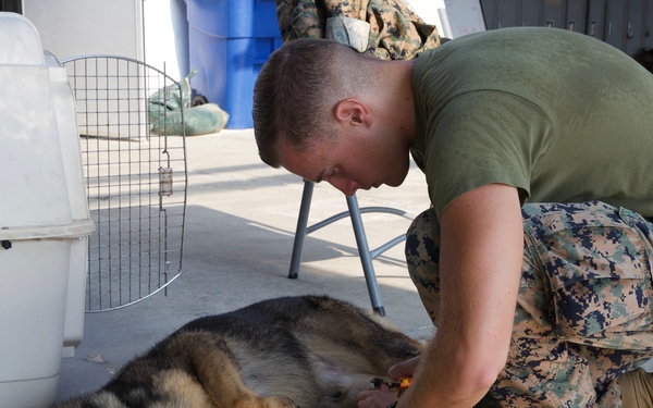 Man’s Best Friend and Fiercest Foe