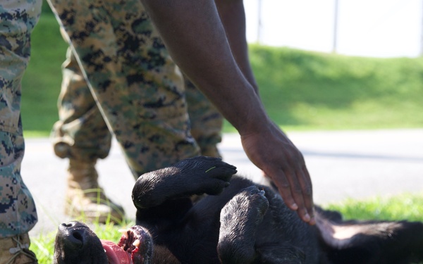 Man’s Best Friend and Fiercest Foe