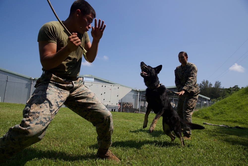 Man’s Best Friend and Fiercest Foe