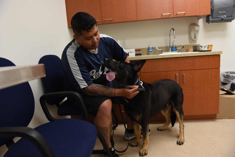 Veterinarians, dentists repair K-9 canine