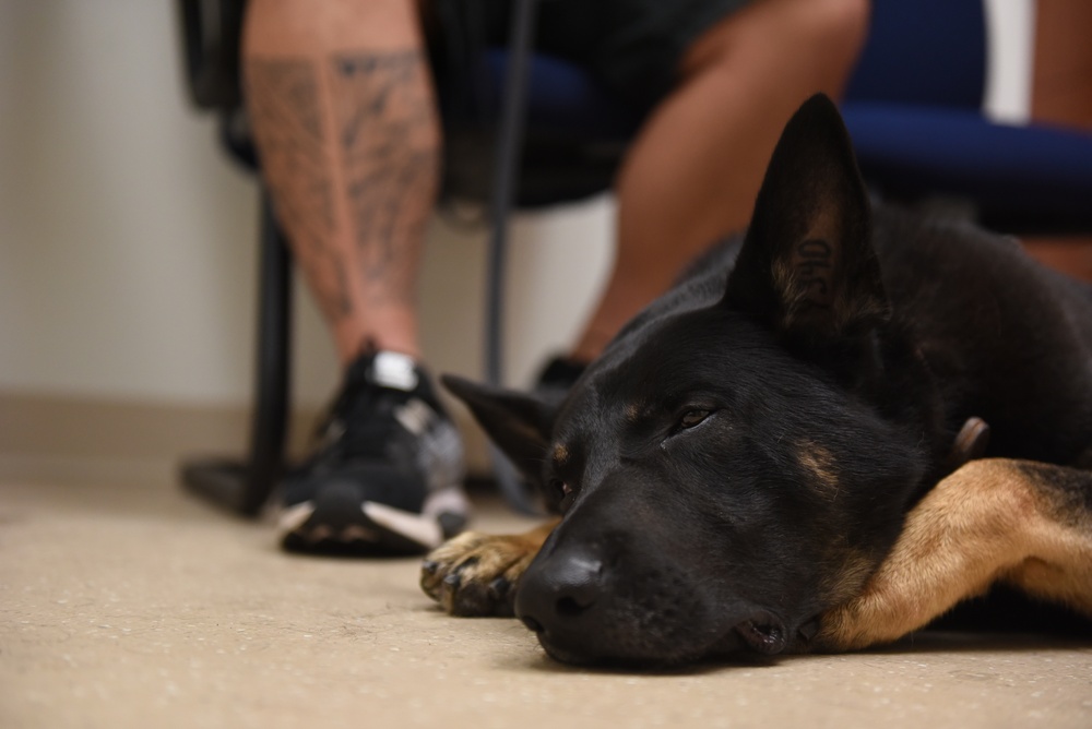 Veterinarians, dentists repair K-9 canine