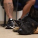 Veterinarians, dentists repair K-9 canine