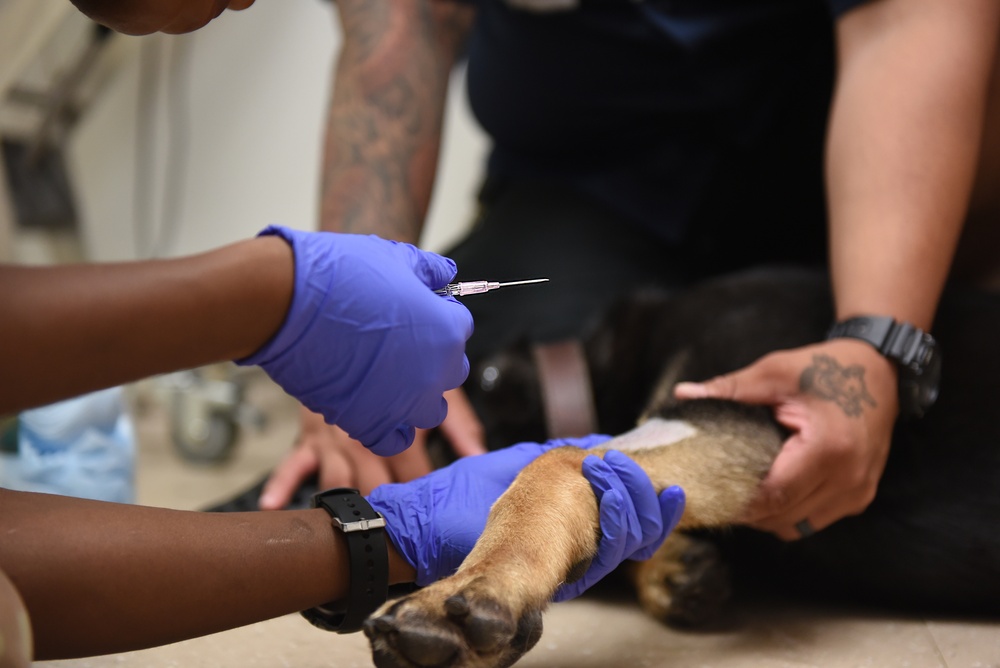 Veterinarians, dentists repair K-9 canine