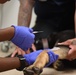 Veterinarians, dentists repair K-9 canine