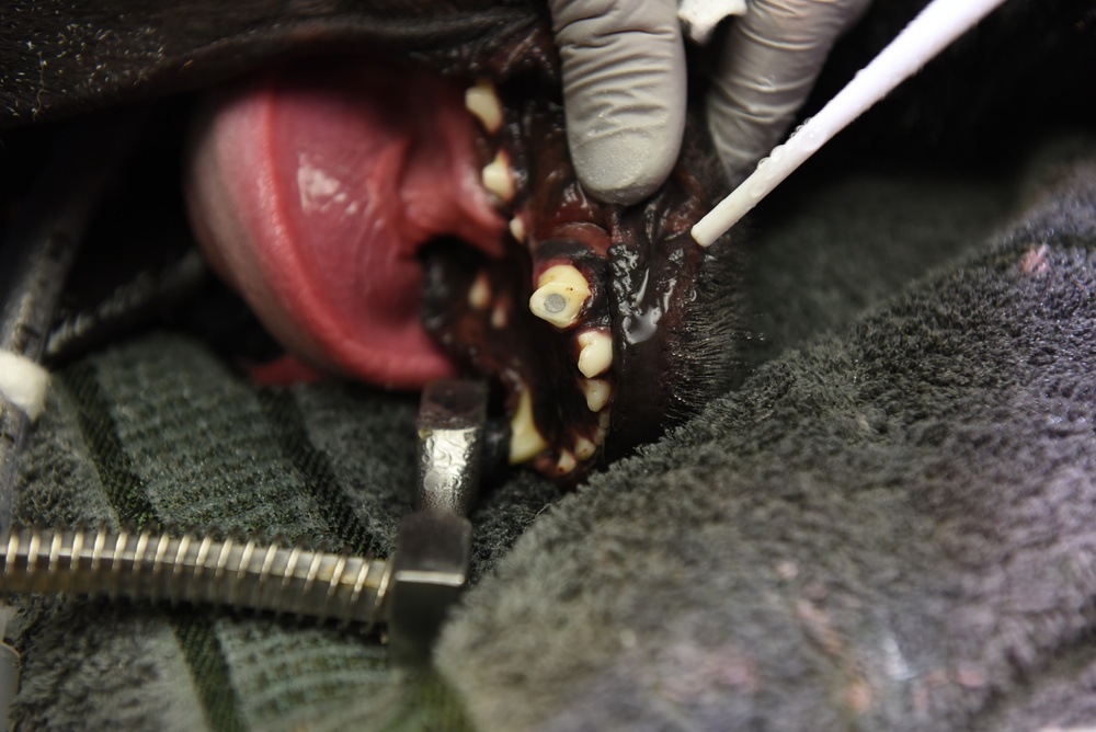 Veterinarians, dentists repair K-9 canine