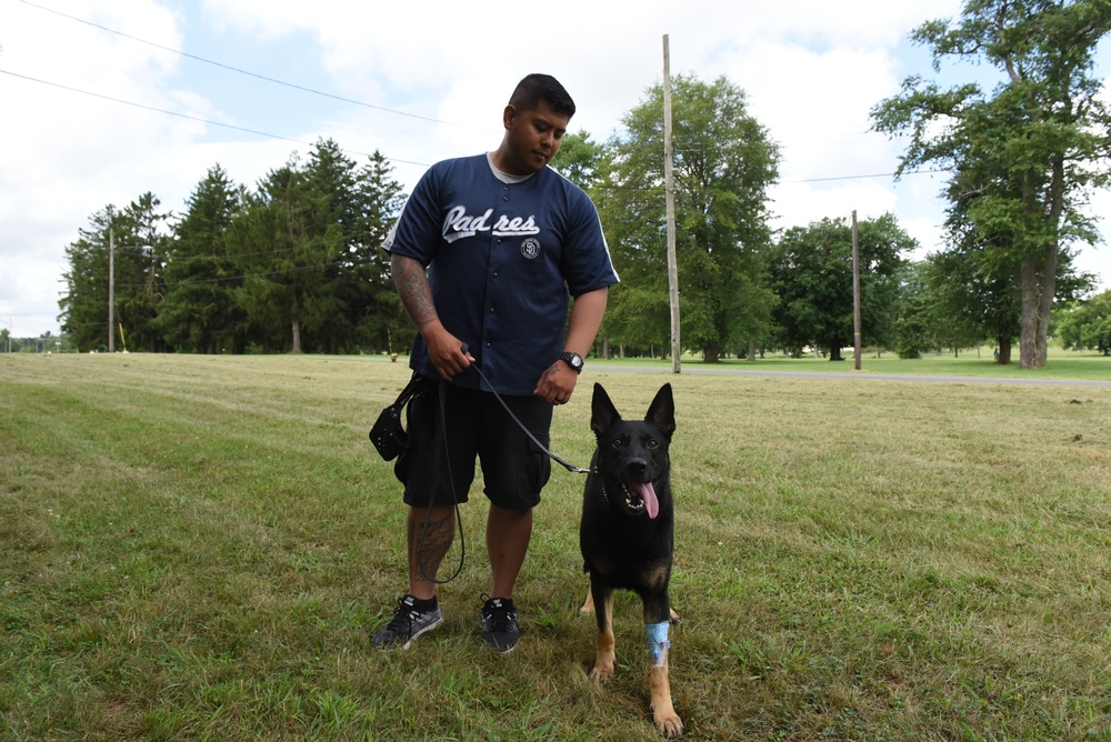 Veterinarians, dentists repair K-9 canine