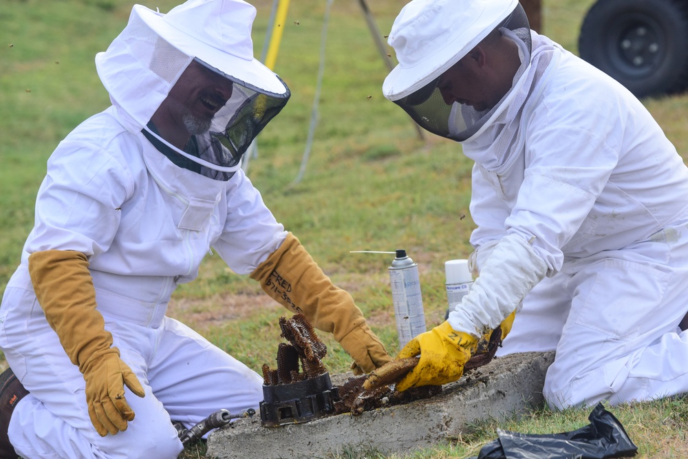 Bee Hive Removal at JBSA-Lackland