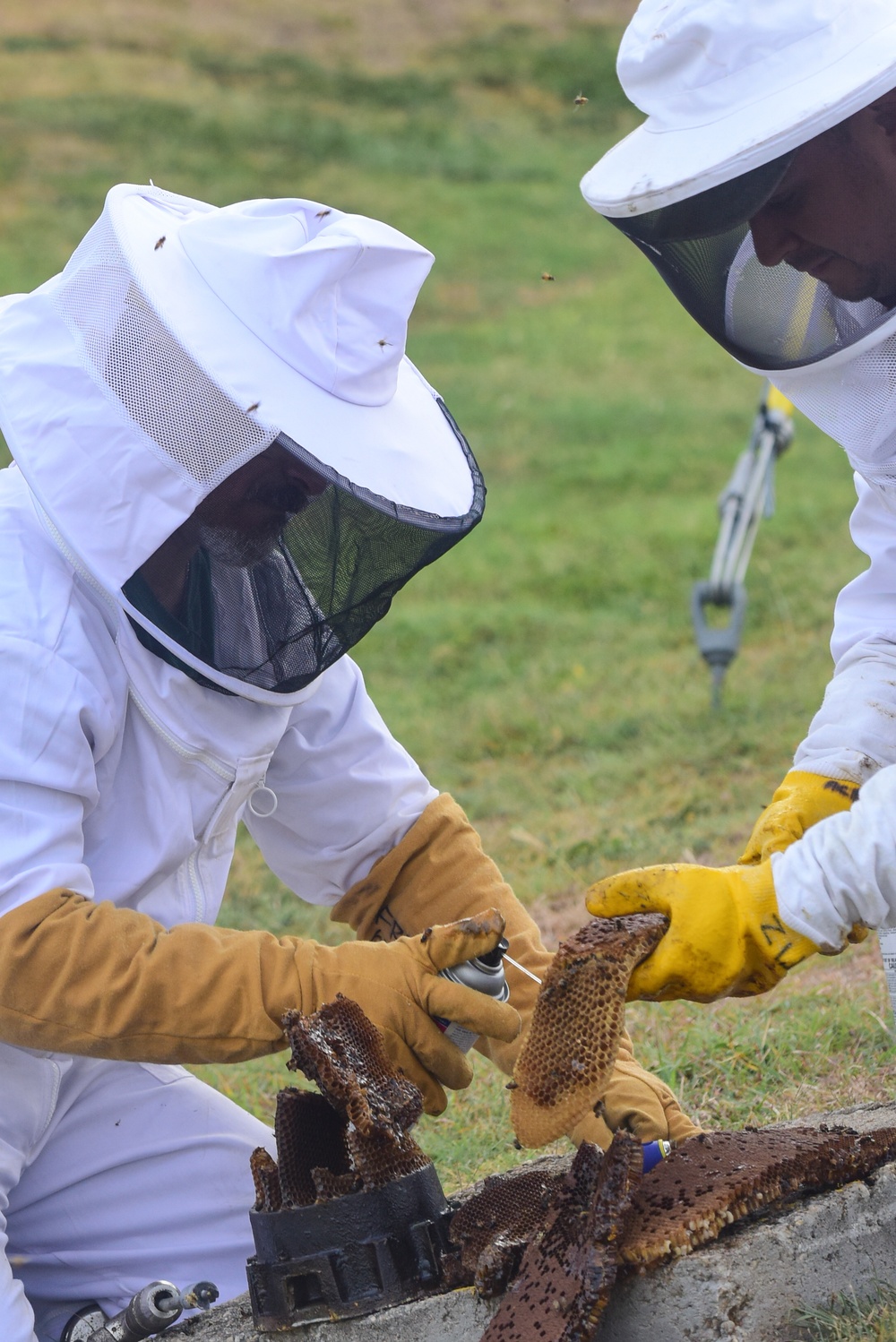 Bee Hive Removal at JBSA-Lackland