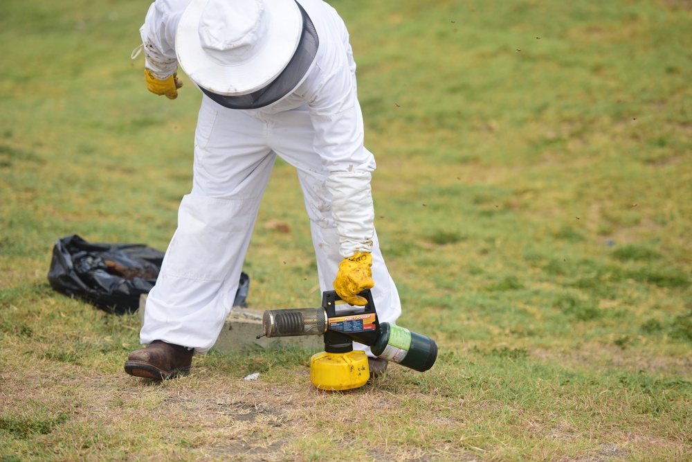 Bee Hive Removal at JBSA-Lackland